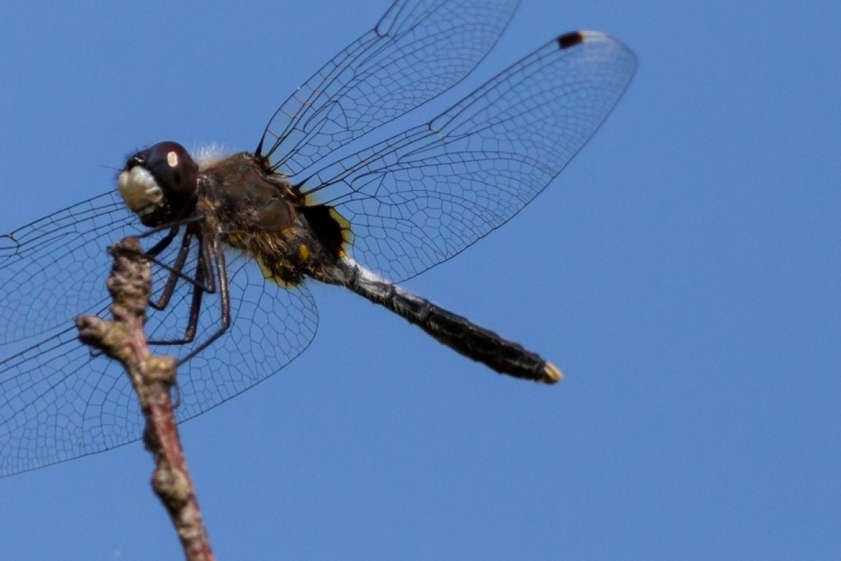 Biodiversity makes nature in Flanders of great importance for Europe